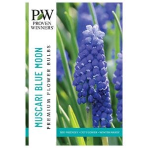 Muscari Armeniacum - Blue Moon - 30 Bulb Pack