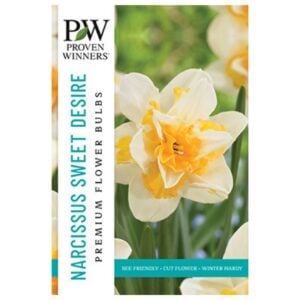 Narcissus Double Flowering - Sweet Desire - 8 Bulb Pack