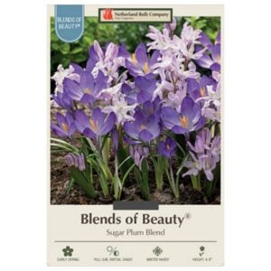 Crocus & Chionodoxa - Sugar Plum Blend - 40 Pack Size