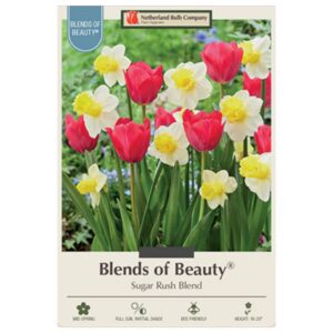 Tulip - Sugar Rush - 15 Bulb Pack