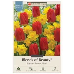 Tulip - Summer Breeze - 15 Bulb Pack
