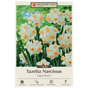 Narcissus Tazetta - Kapiti Peach - 7 Bulb Pack