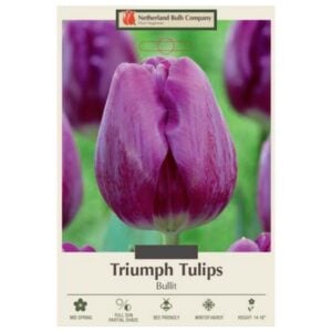 Tulip Triumph - Bullit - 7 Bulb Pack