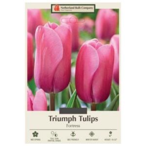 Tulip Triumph - Fortress - 7 Bulb Pack