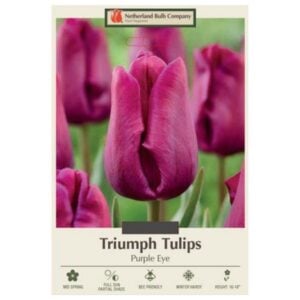 Tulip Triumph - Purple Eye - 7 Bulb Pack