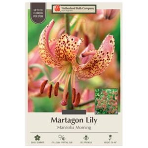 Lilium Martagon - Manitoba Morning - 1 Bulb Pack