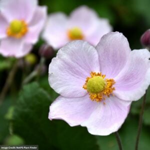 Anemone – September Charm – #1 Container