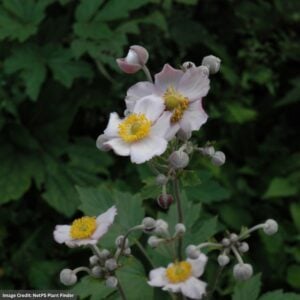 Anemone (Robustissima) – Grapeleaf – #1 Container