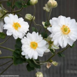 Anemone – Whirlwind – #1 Container