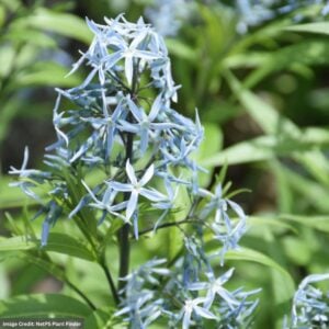 Blue Star (Amsonia) – Hubrichtii – #1 Container