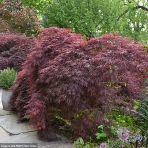 Japanese Maple – Crimson Queen – #1 Container