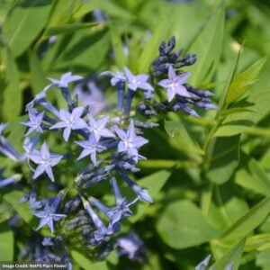 Blue Star Flower (Amsonia) – Blue Ice – #1 Container