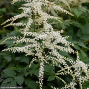 Goatsbeard (Aruncus) – Misty Lace – #2 Container
