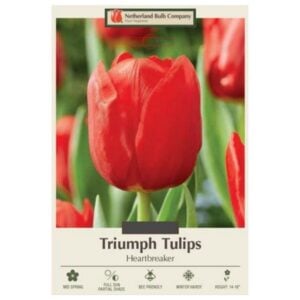 Tulip Triumph - Heartbreaker - 7 Bulb Pack