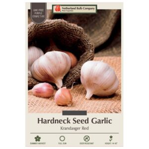 Garlic - Krandasger Red Seed - 2 Bulb Pack