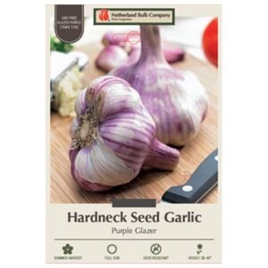 Garlic - Purple Glazer - 2 Bulb Pack