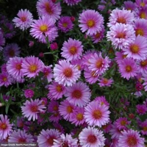 Aster – Novae-Angliae Purple Dome – #1 Container