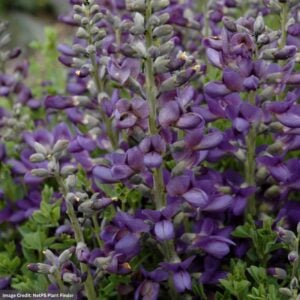 False Indigo (Baptisia) – Decadence® Blueberry Sundae – #1 Container