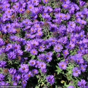 Aster – New England Grape Crush – #2 Container