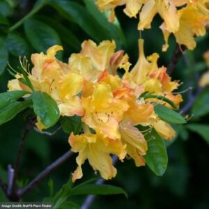 Azalea – Golden Lights – #2 Container