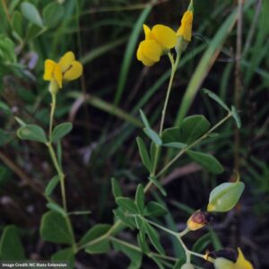Wild Indigo (Baptisia Tinctoria) – #1 Container