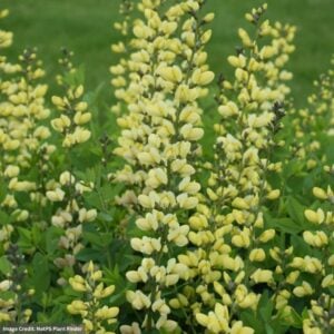 False Indigo (Baptisia) – Decadence® Lemon Meringue – #2 Container