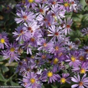 Aster – Bluebird – #1 Container