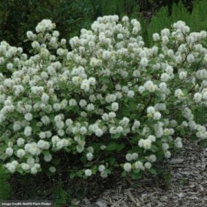 Fothergilla (Major) – Large – #2 Container