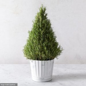Rosemary Barbecue Cone - 6" Pot