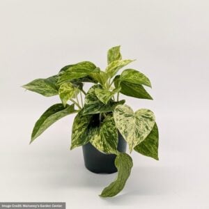 Pothos – Marble Queen – 4″ Pot