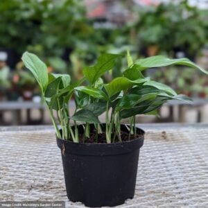 Pothos (Epipremnum pinnatum) - Baltic Blue - 6" Pot