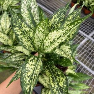 Aglaonema – Snow White – 4″ Pot