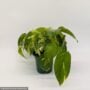 Pothos – Golden – 4″ Pot