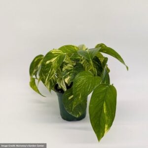 Pothos – Golden – 6″ Pot
