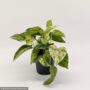 Pothos – Marble Queen – 6″ Pot