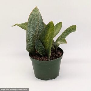 Snake Plant (Dracaena masoniana) – Whalefin – 5″ Pot