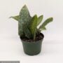 Snake Plant (Dracaena masoniana) – Whalefin – 5″ Pot