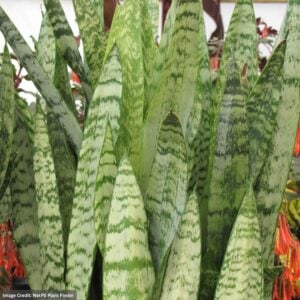 Snake Plant (Sansevieria) - Zeylanica - 10" Pot