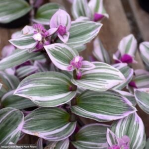 Tradescantia - Nanouk - 4" Pot