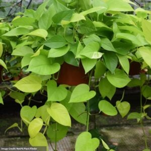 Pothos - Neon - 6" Pot