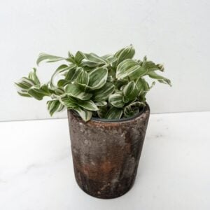 Tradescantia – Tenderness – 5″ Pot