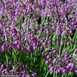 Allium (Nodding Onion) – Cernuum – #1 Container