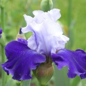 Iris – Over Alaska – 1 Bulb Pack