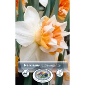 Narcissus Double Flowering – Double Extravaganza – 5 Bulb Pack