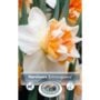 Narcissus Double Flowering – Double Extravaganza – 5 Bulb Pack