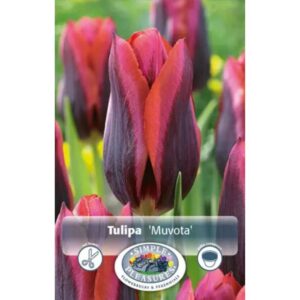 Tulip Triumph – Muvota – 5 Bulb Pack