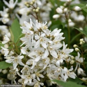 Deutzia – Yuki Snowflake® – #2 Container