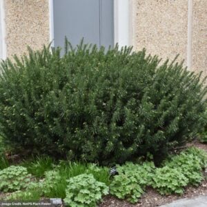 Japanese Plum Yew – Duke Gardens – #3 Container