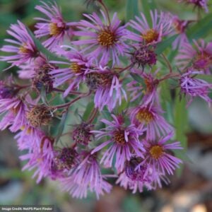 New England Aster (Symphyotrichum Nova-Angliae) – #1 Container