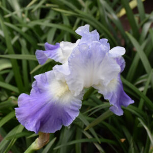 Iris - Clarence - 1 Bulb Pack